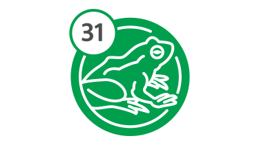 Bus Route 31 - Frog